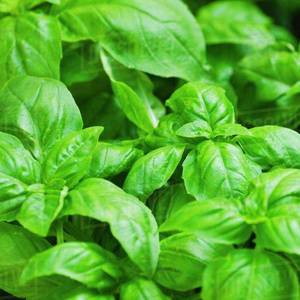Weekly Special: Limes Prepack