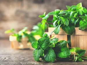 Herbs Salads Sprouts: Mint