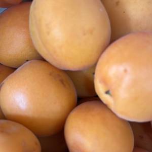 Fruits: Apricots