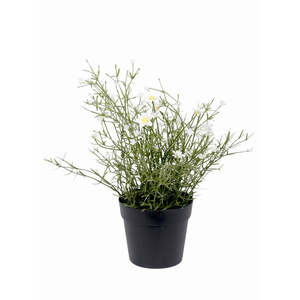 Faux Greenery: Daisy Wild Flower Potted Bush | White/Yellow