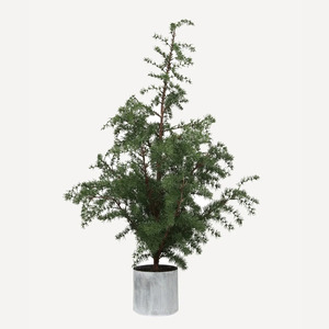 Faux Greenery: Potted Fir Tree | Medium