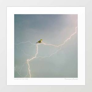 New Zealand: 'Silvereye of the storm' Art Print by Vertigo Artography
