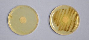Boat Mold & Mildew Remover / Preventer