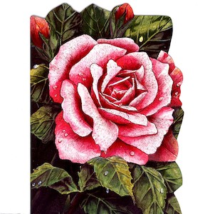 Victoriana - Greeting Cards and Prints