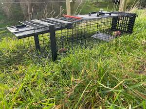 Mustelids: Raptor - Mustelid Cage Trap