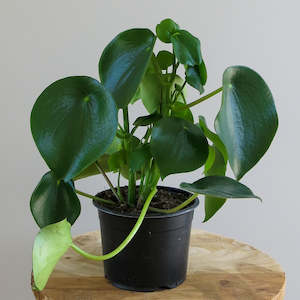 Peperomia Polybotrya "Raindrop Peperomia"