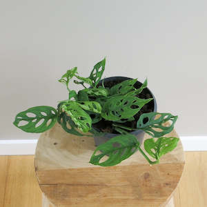 Plant: Monstera Obliqua Swiss Cheese Vine