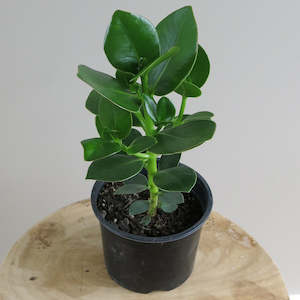 Clusia Rosea 'Princess'