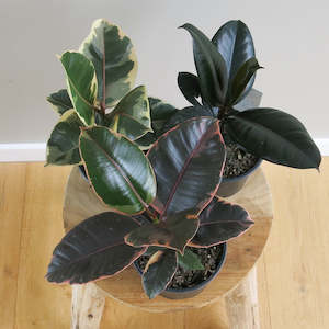 Plant: Ficus Elastica - Rubber Plant