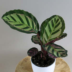 Calathea Peacock
