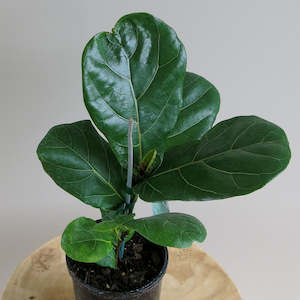 Plant: Ficus Lyrata (Fiddle Leaf Fig)