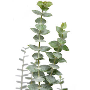 Eucalyptus Baby Blue