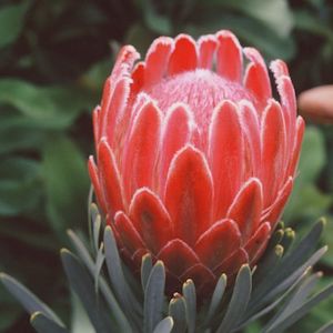 Plant: Protea Venus