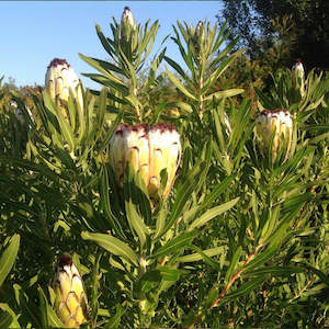 Plant: Protea Nerifolia Alba