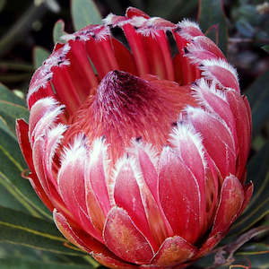 Plant: Protea Pink Ice