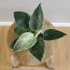 Plant: Philodendron Birkin