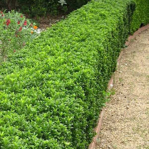 Euonymus Emerald Gem