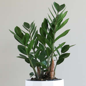 Plants: Zamioculcas