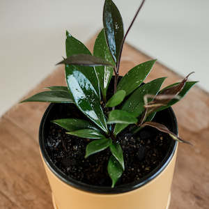 Plants: Hoya Publicalyx