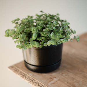 Plants: Callisia Repens Bubbles