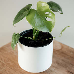Plants: Monstera Deliciosa