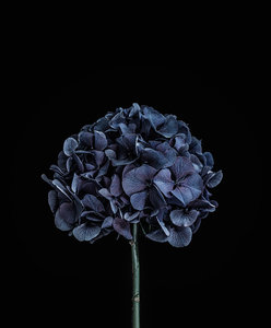 Products: Spid Pye Photographer-Hydrangea