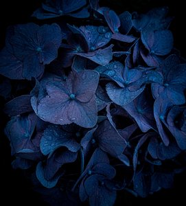 Products: Spid Pye Photographer-French Hydrangea