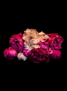 Products: Spid Pye Photographer-Peony