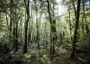 Products: Spid Pye Photographer-Forest