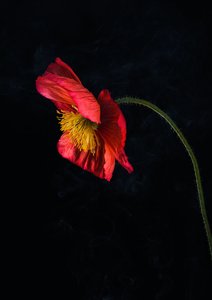 Products: Spid Pye Photographer-Fallen Soldier
