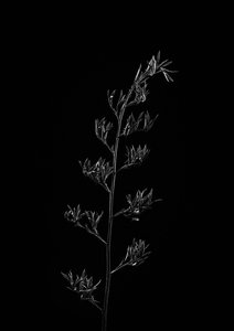 Products: Spid Pye Photographer-Harakeke Pod