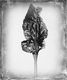 Spid Pye Photographer-Silverbeet