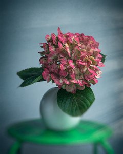 Products: Spid Pye Photographer-Vermilion Blaze