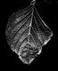 Spid Pye Photographer-Leaf
