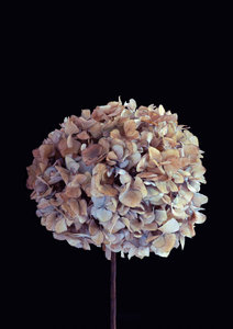 Products: Spid Pye Photographer-Hello Hydrangea