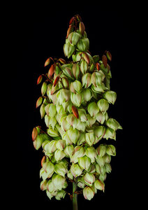 Products: Spid Pye Photographer-Yucca art print