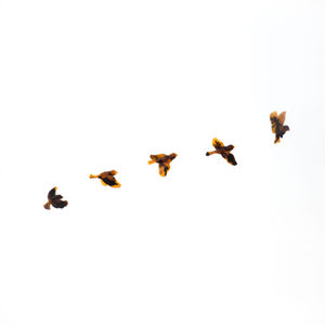 Products: Set of Five Resin Birds - Amber Glass-Effect - Vitality Art Studio