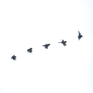 Products: Set of Five Resin Birds - Forest Night - Vitality Art Studio