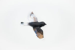 Products: Soaring Bird - Midnight - Vitality Art Studio