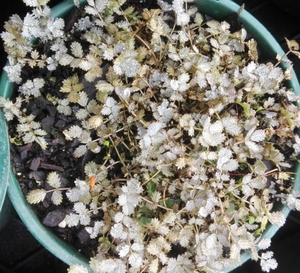 Products: Acaena buchananii