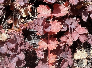 Products: Acaena inermis Purpurea