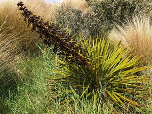 Aciphylla aurea Taramea