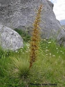 Products: Aciphylla subflabellata