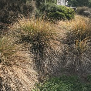 Anemanthele lessoniana