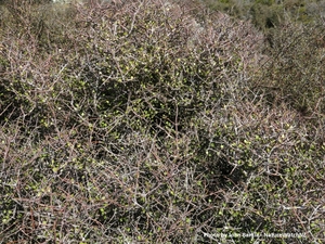 Aristotelia fruticosa Makomako