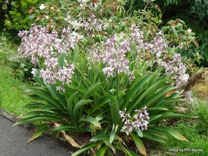 Products: Arthropodium cirratum Renga renga