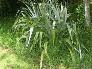 Astelia chathamica Kakaha