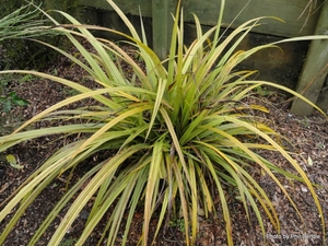 Products: Astelia fragrans Kakaha