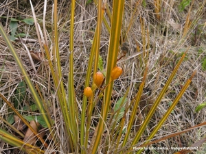 Libertia peregrinans