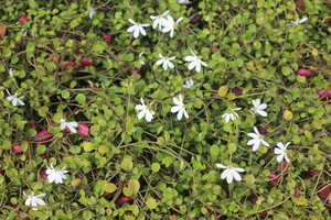 Products: Lobelia angulata Penakenake